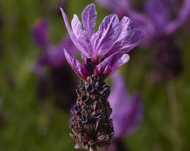 Levandule korunkatá 'Lavita Purple'