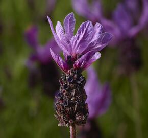 Levandule korunkatá 'Lavita Purple' - Lavandula stoechas 'Lavita Purple'