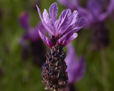 Levandule korunkatá 'Lavita Purple'