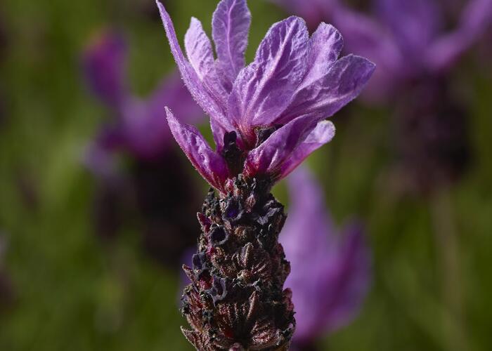 Levandule korunkatá 'Purple' - Lavandula stoechas 'Purple'