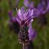 levandule-korunkata-purple.jpg