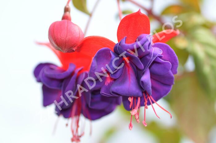 Fuchsie, čílko 'Dark Eyes' - Fuchsia hybrida 'Dark Eyes'