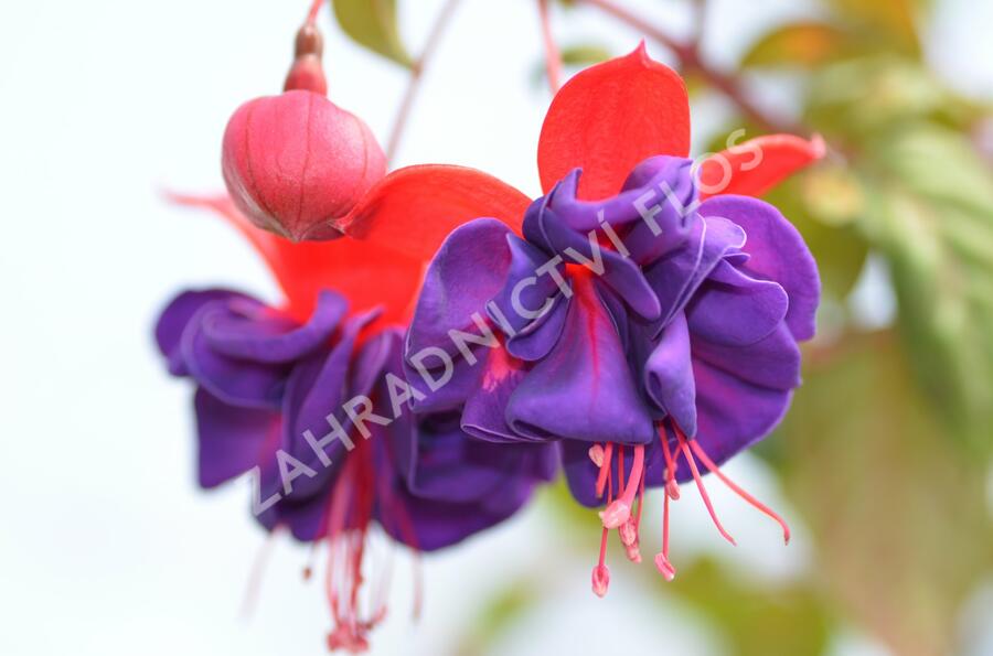 Fuchsie, čílko 'Dark Eyes' - Fuchsia hybrida 'Dark Eyes'