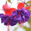 Fuchsie, čílko 'Dark Eyes' - Fuchsia hybrida 'Dark Eyes'