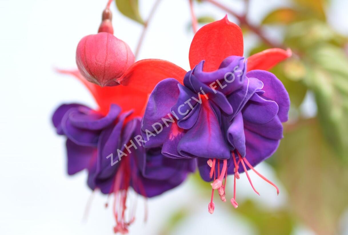 Fuchsie, čílko 'Dark Eyes' - Fuchsia hybrida 'Dark Eyes'