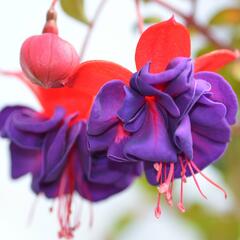 Fuchsie, čílko 'Dark Eyes' - Fuchsia hybrida 'Dark Eyes'