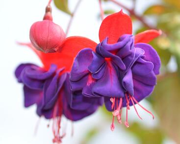 Fuchsie, čílko 'Dark Eyes'