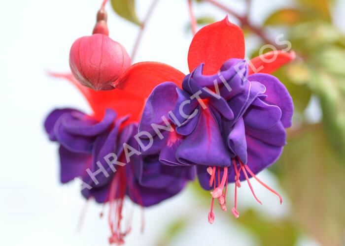 Čílko, fuchsie 'Dark Eyes' - Fuchsia hybrida 'Dark Eyes'