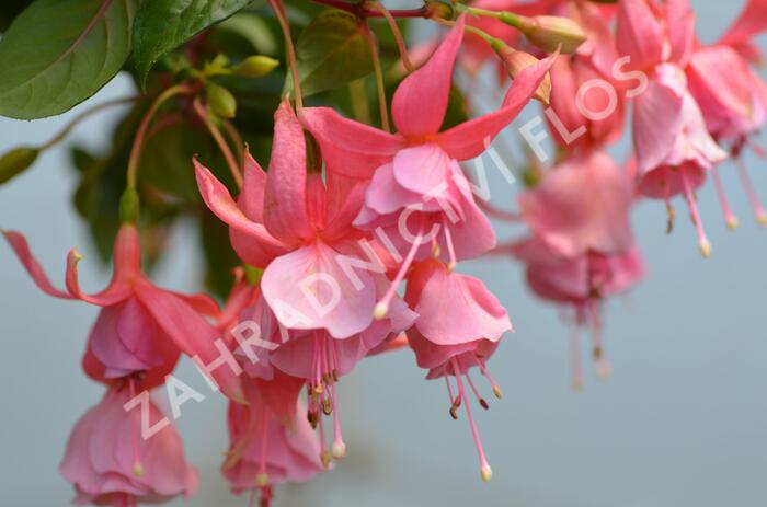 Fuchsie, čílko 'Pink Galore' - Fuchsia hybrida 'Pink Galore'