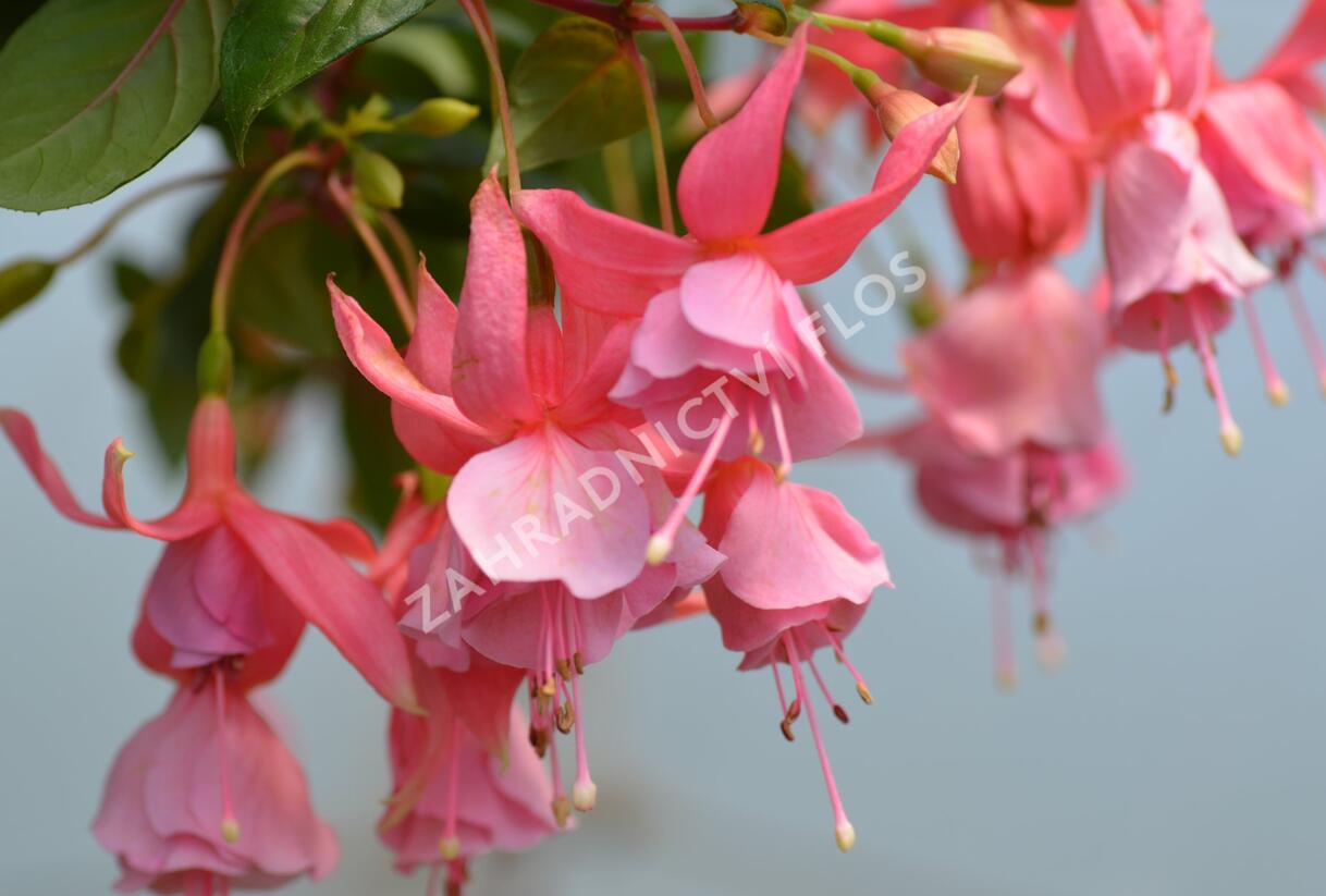 Fuchsie, čílko 'Pink Galore' - Fuchsia hybrida 'Pink Galore'