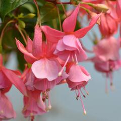 Fuchsie, čílko 'Pink Galore' - Fuchsia hybrida 'Pink Galore'