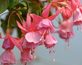 Fuchsie, čílko 'Pink Galore'