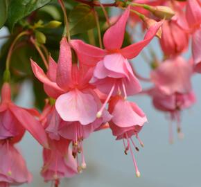 Fuchsie, čílko 'Pink Galore' - Fuchsia hybrida 'Pink Galore'