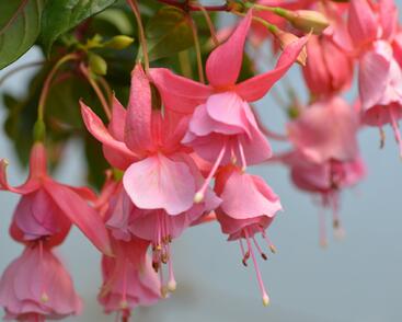 Fuchsie, čílko 'Pink Galore'