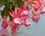 Fuchsie, čílko 'Pink Galore'