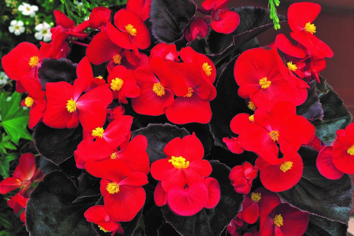 Begónie stálokvětá, ledovka, voskovka 'Marsala Scarlet' - Begonia semperflorens 'Marsala Scarlet'