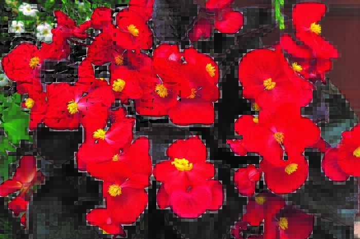 Begónie stálokvětá, ledovka, voskovka 'Marsala Scarlet' - Begonia semperflorens 'Marsala Scarlet'