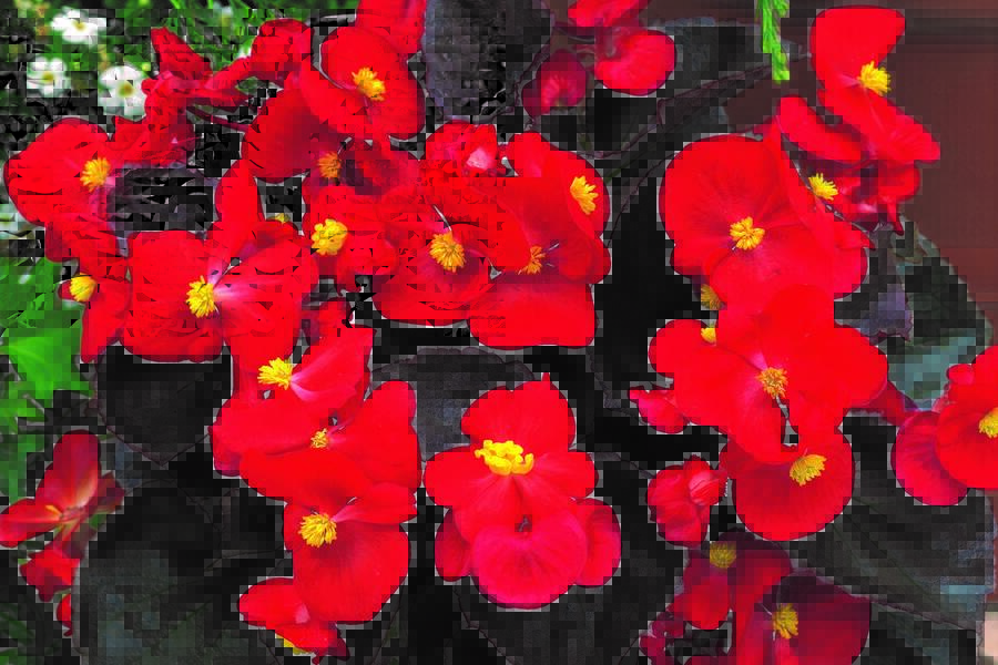 Begónie stálokvětá, ledovka, voskovka 'Marsala Scarlet' - Begonia semperflorens 'Marsala Scarlet'