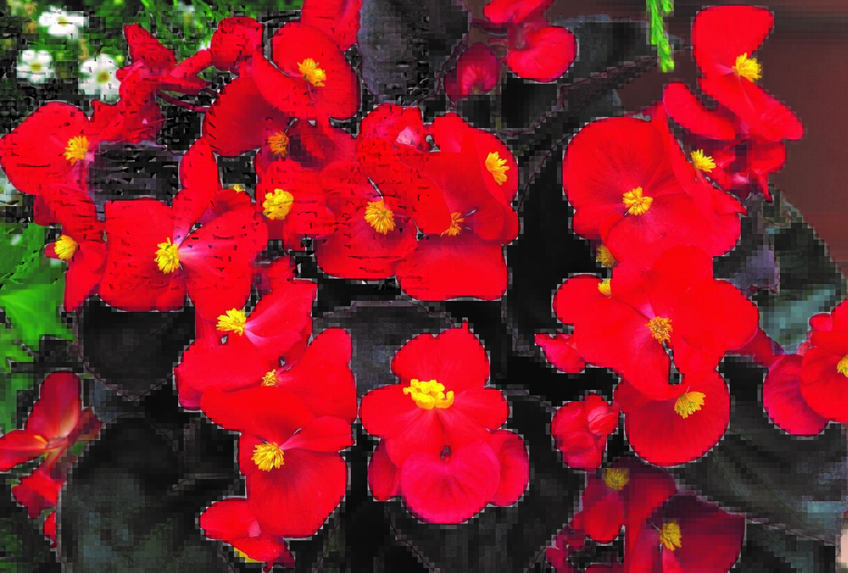 Begónie stálokvětá, ledovka, voskovka 'Marsala Scarlet' - Begonia semperflorens 'Marsala Scarlet'