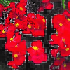 Begónie stálokvětá, ledovka, voskovka 'Marsala Scarlet' - Begonia semperflorens 'Marsala Scarlet'