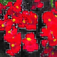 Begónie stálokvětá, ledovka, voskovka 'Marsala Scarlet' - Begonia semperflorens 'Marsala Scarlet'