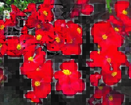 Begónie stálokvětá, ledovka, voskovka 'Marsala Scarlet'