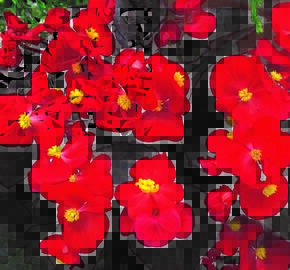 Begónie stálokvětá, ledovka, voskovka 'Marsala Scarlet' - Begonia semperflorens 'Marsala Scarlet'