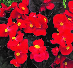 Begónie stálokvětá, ledovka, voskovka 'Marsala Scarlet' - Begonia semperflorens 'Marsala Scarlet'