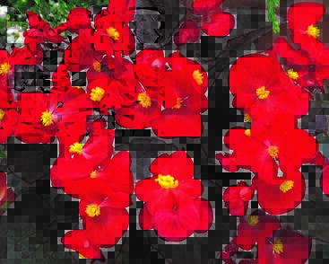 Begónie stálokvětá, ledovka, voskovka 'Marsala Scarlet'