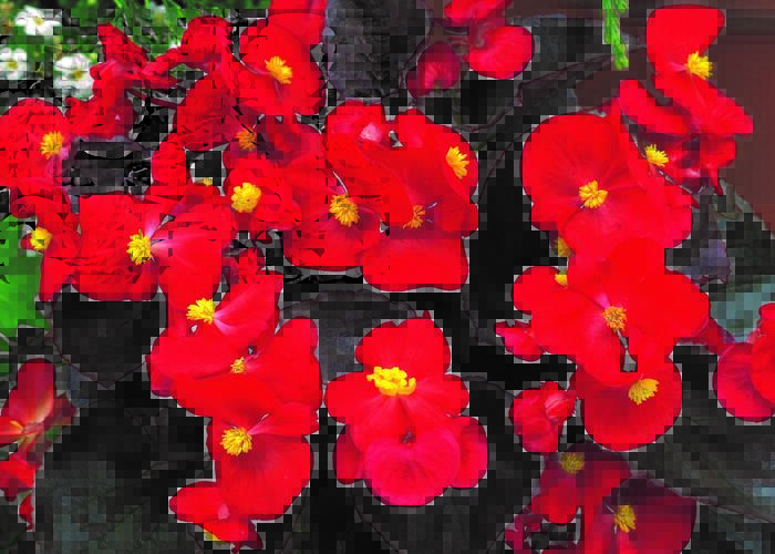 Begónie stálokvětá, ledovka, voskovka 'Marsala Scarlet' - Begonia semperflorens 'Marsala Scarlet'