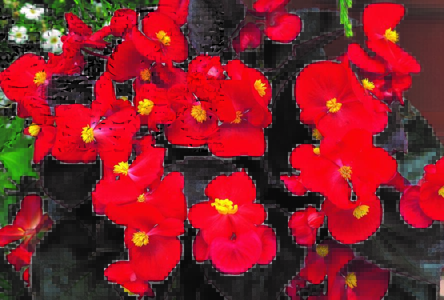 Begónie stálokvětá, ledovka, voskovka 'Marsala Scarlet' - Begonia semperflorens 'Marsala Scarlet'