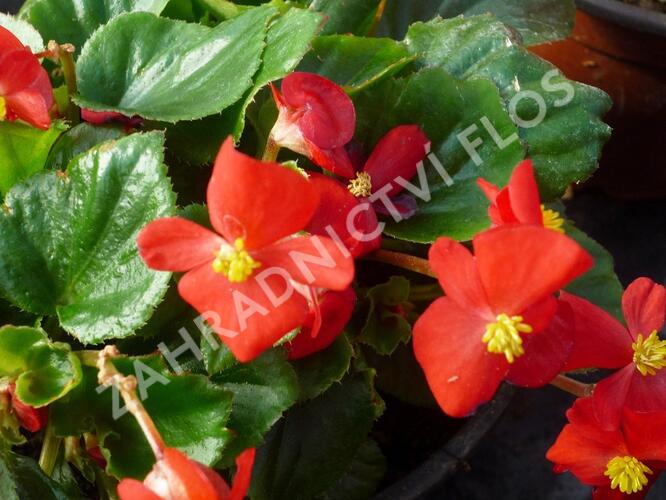 Begónie stálokvětá, ledovka, voskovka 'Brasil Scarlet' - Begonia semperflorens 'Brasil Scarlet'