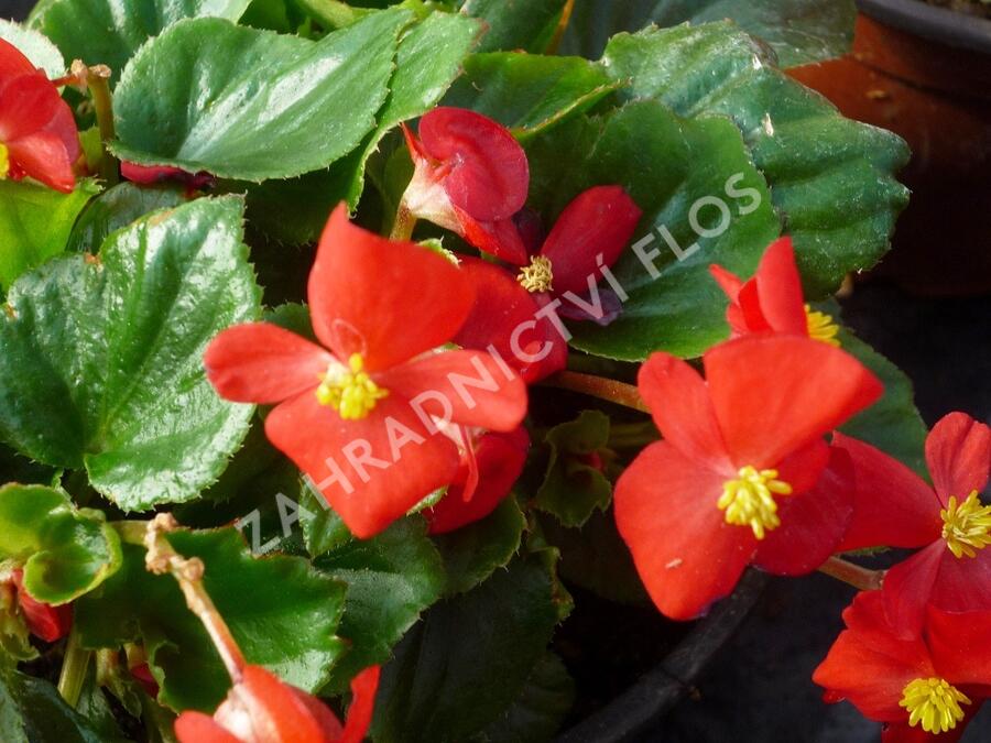 Begónie stálokvětá, ledovka, voskovka 'Brasil Scarlet' - Begonia semperflorens 'Brasil Scarlet'