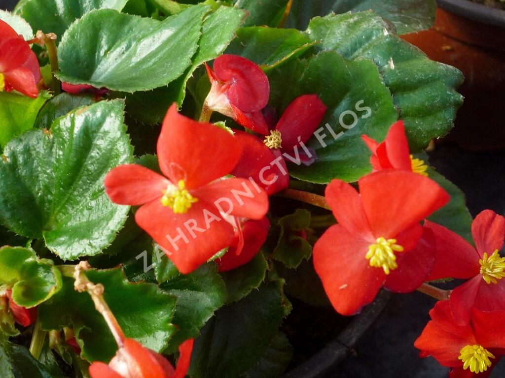 Begónie stálokvětá, ledovka, voskovka 'Brasil Scarlet' - Begonia semperflorens 'Brasil Scarlet'