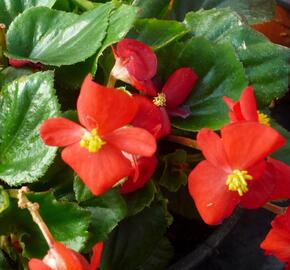 Begónie stálokvětá, ledovka, voskovka 'Brasil Scarlet' - Begonia semperflorens 'Brasil Scarlet'