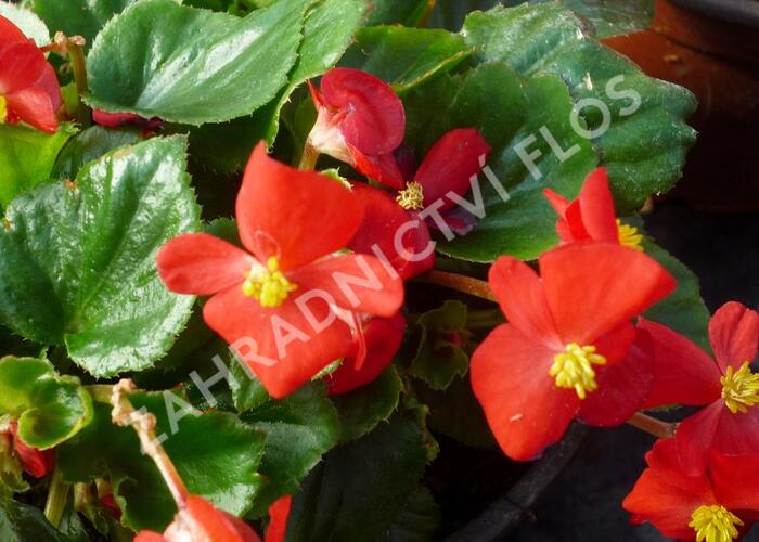 Begónie stálokvětá, ledovka, voskovka 'Brasil Scarlet' - Begonia semperflorens 'Brasil Scarlet'