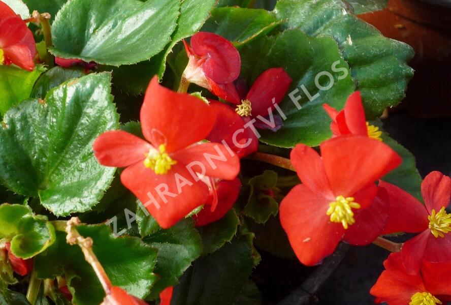 Begónie stálokvětá, ledovka, voskovka 'Brasil Scarlet' - Begonia semperflorens 'Brasil Scarlet'