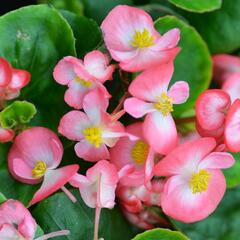 Begónie stálokvětá, ledovka, voskovka 'Brasil Rose Blush' - Begonia semperflorens 'Brasil Rose Blush'