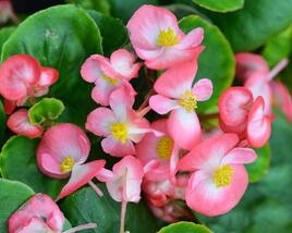 Begónie stálokvětá, ledovka, voskovka 'Brasil Rose Blush'