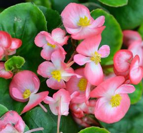 Begónie stálokvětá, ledovka, voskovka 'Brasil Rose Blush' - Begonia semperflorens 'Brasil Rose Blush'