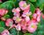 Begónie stálokvětá, ledovka, voskovka 'Brasil Rose Blush'