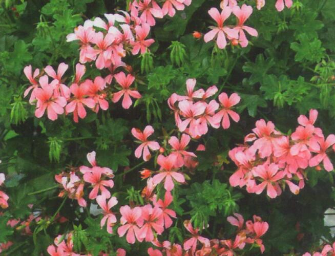 Muškát, pelargonie převislá jednoduchá 'Ville de Paris Rose' - Pelargonium peltatum 'Ville de Paris Rose'