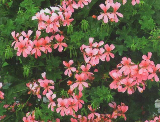 Muškát, pelargonie převislá jednoduchá 'Ville de Paris Rose' - Pelargonium peltatum 'Ville de Paris Rose'