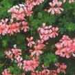 Muškát, pelargonie převislá jednoduchá 'Ville de Paris Rose' - Pelargonium peltatum 'Ville de Paris Rose'