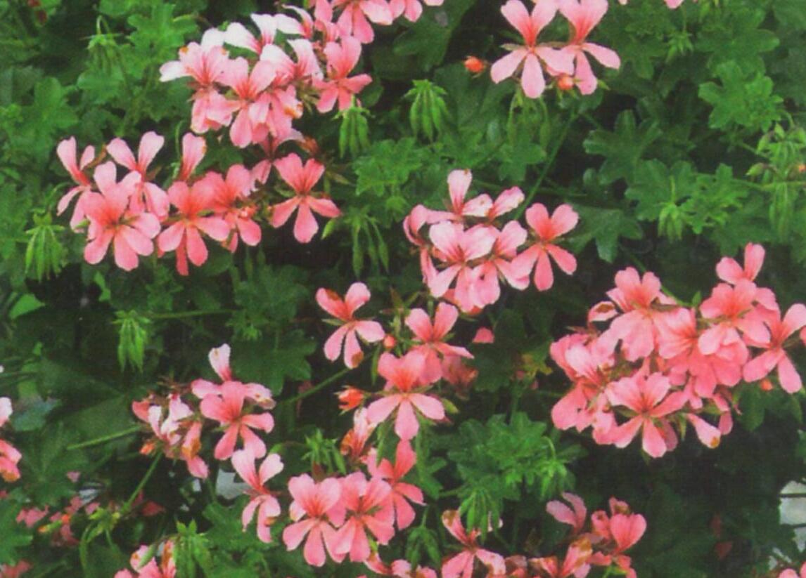 Muškát, pelargonie převislá jednoduchá 'Ville de Paris Rose' - Pelargonium peltatum 'Ville de Paris Rose'