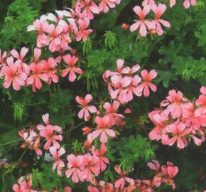 Muškát, pelargonie převislá jednoduchá 'Ville de Paris Rose' - Pelargonium peltatum 'Ville de Paris Rose'