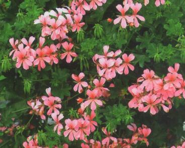 Muškát, pelargonie převislá jednoduchá 'Ville de Paris Rose'