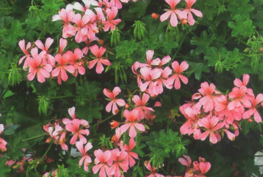 Muškát, pelargonie převislá jednoduchá 'Ville de Paris Rose' - Pelargonium peltatum 'Ville de Paris Rose'