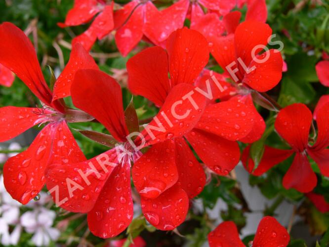 Muškát, pelargonie převislá jednoduchá 'Ville de Paris Red' - Pelargonium peltatum 'Ville de Paris Red'