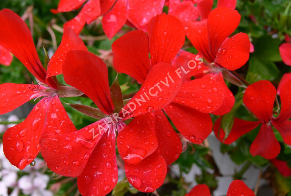 Muškát, pelargonie převislá jednoduchá 'Ville de Paris Red' - Pelargonium peltatum 'Ville de Paris Red'